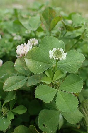 Trifolium repens \ Wei-Klee, Weiklee, Rhodos City 28.3.2019