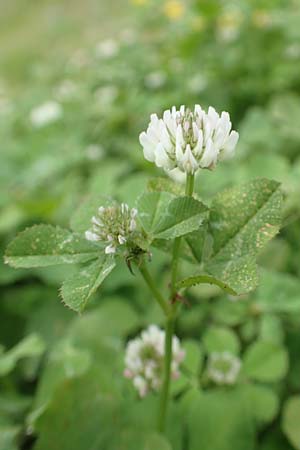 Trifolium repens \ Wei-Klee, Weiklee / White Clover, Rhodos City 28.3.2019