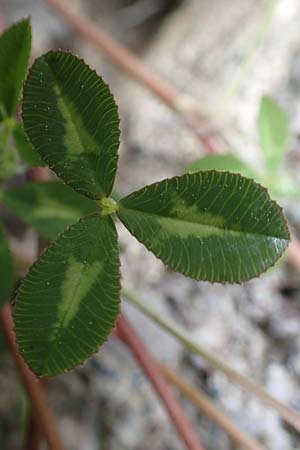 Trifolium spumosum \ Schaum-Klee / Bladder Clover, Rhodos Istrios 5.4.2019