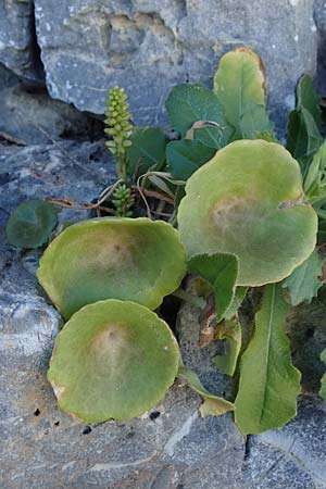 Umbilicus horizontalis \ Waagerechtes Nabelkraut / Narrow Navelwort, Rhodos Lindos 20.3.2023