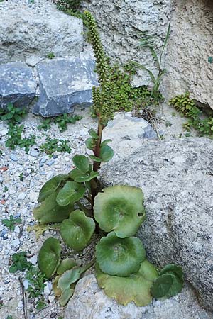 Umbilicus horizontalis \ Waagerechtes Nabelkraut / Narrow Navelwort, Rhodos Lindos 20.3.2023