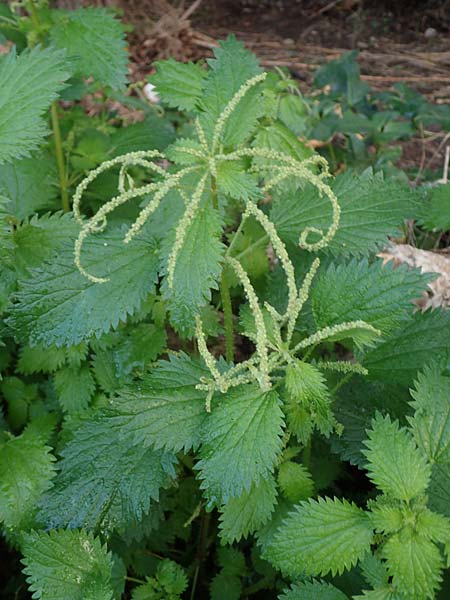 Urtica membranacea \ Geschwnzte Brenn-Nessel / Large-Leaved Nettle, Rhodos Stegna 17.3.2023