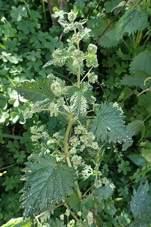 Urtica pilulifera / Roman Nettle, Rhodos Lindos 20.3.2023