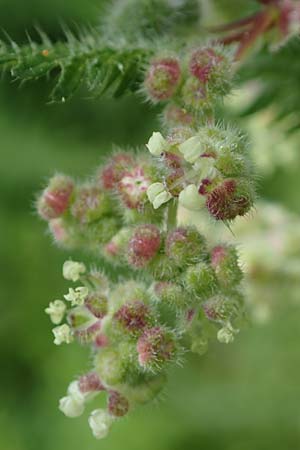 Urtica pilulifera \ Pillen-Brenn-Nessel / Roman Nettle, Rhodos Sianna 21.3.2023