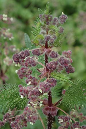 Urtica pilulifera \ Pillen-Brenn-Nessel, Rhodos Sianna 21.3.2023