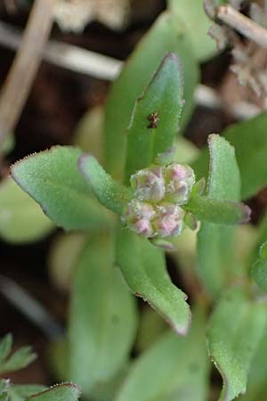 Valerianella vesicaria \ Blasen-Feld-Salat / Bladder Corn Salad, Rhodos Moni Artamiti 16.3.2023