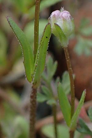 Valerianella vesicaria \ Blasen-Feld-Salat / Bladder Corn Salad, Rhodos Moni Artamiti 16.3.2023