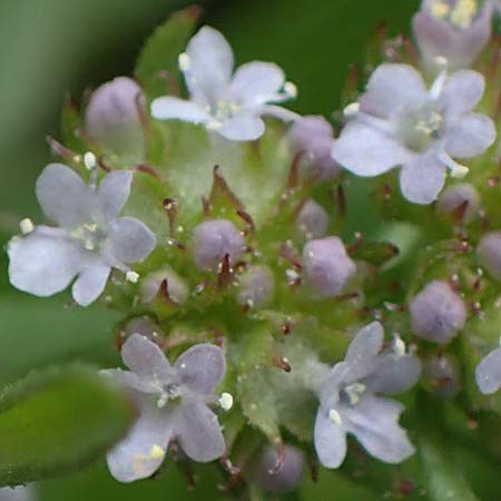 Valerianella echinata \ Stacheliger Feld-Salat, Rhodos Kamiros 22.3.2023