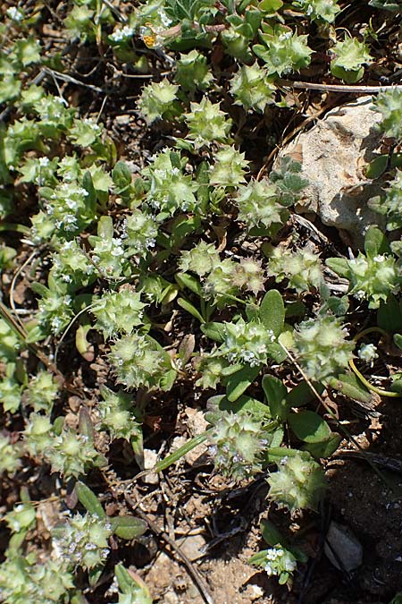 Valerianella discoidea \ Scheiben-Feld-Salat / Lesser Corn Salad, Rhodos Lindos 25.3.2023