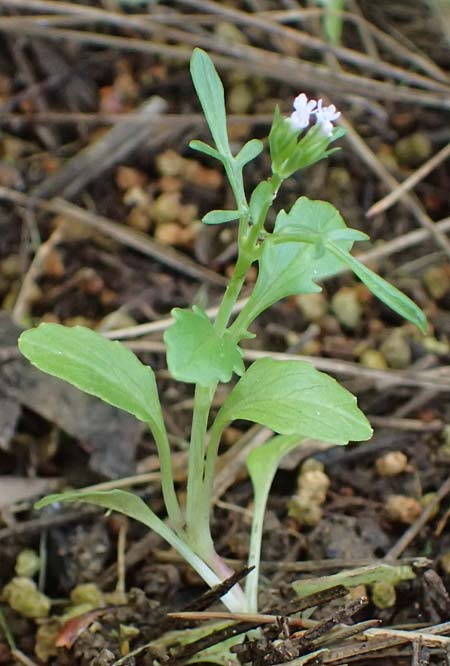Centranthus calcitrapae \ Fuangel-Spornblume / Annual Valerian, Rhodos Moni Artamiti 16.3.2023