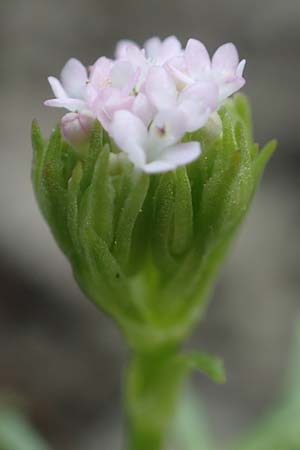 Centranthus calcitrapae \ Fuangel-Spornblume, Rhodos Moni Artamiti 16.3.2023