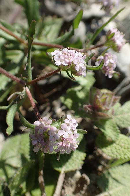 Valerianella echinata \ Stacheliger Feld-Salat, Rhodos Epta Piges 27.3.2019