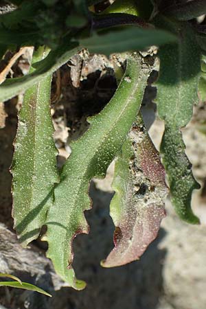 Valerianella echinata \ Stacheliger Feld-Salat, Rhodos Epta Piges 27.3.2019