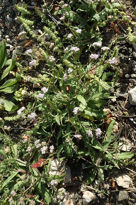 Valerianella echinata \ Stacheliger Feld-Salat, Rhodos Epta Piges 27.3.2019