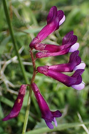 Vicia villosa subsp. microphylla \ Kleinblttige Wicke, Rhodos Akramitis 21.3.2023