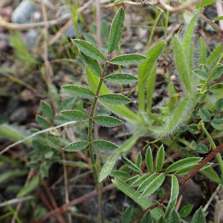 Vicia villosa subsp. microphylla \ Kleinblttige Wicke / Small-Leaved Fodder Vetch, Rhodos Archangelos 24.3.2023