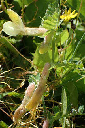 Vicia hybrida \ Hybrid-Wicke / Hairy Vellow-Vetch, Rhodos Archangelos 17.3.2023