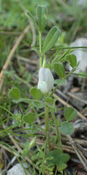 Vicia lutea \ Gelbe Wicke, Rhodos Profitis Ilias 2.4.2019