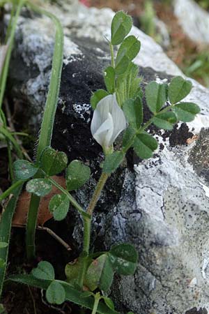 Vicia lutea \ Gelbe Wicke / Yellow Vetch, Rhodos Profitis Ilias 2.4.2019