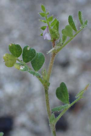 Vicia cuspidata \ Spitzblttrige Wicke / Cusped Vetch, Rhodos Moni Kamiri 19.3.2023