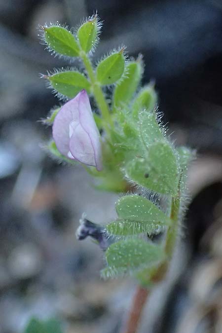 Vicia cuspidata \ Spitzblttrige Wicke, Rhodos Moni Kamiri 19.3.2023