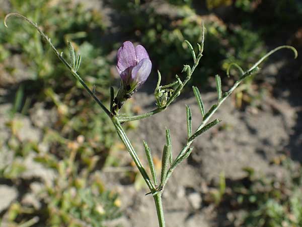 Vicia peregrina \ Fremde Wicke, Rhodos Apolakkia 25.3.2023