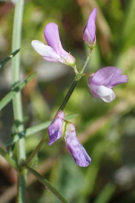 Vicia palaestina \ Palstina-Wicke / Palestine Vetch, Rhodos Feraklos Castle 26.3.2023