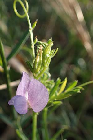 Vicia peregrina \ Fremde Wicke / Wandering Vetch, Rhodos Kattavia 25.3.2023