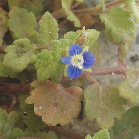 Veronica polita \ Glnzender Ehrenpreis / Grey Field-Speedwell, Rhodos City 28.3.2023