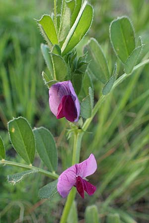 Vicia sativa var. sativa \ Saat-Wicke, Echte Futter-Wicke, Rhodos Kimisala-Doline 24.3.2023