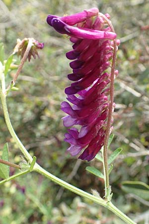 Vicia villosa subsp. varia \ Bunte Wicke, Kahle Sand-Wicke / Fodder Vetch, Rhodos Kattavia 1.4.2019