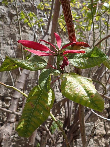 Euphorbia pulcherrima \ Weihnachtsstern / Painted Leaf, Common Poinsettia, Rhodos City 28.3.2023