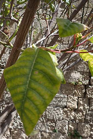 Euphorbia pulcherrima \ Weihnachtsstern / Painted Leaf, Common Poinsettia, Rhodos City 28.3.2023