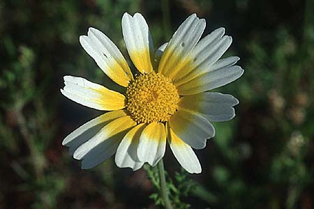 Glebionis coronaria \ Kronen-Wucherblume / Crown Daisy, Rhodos Massari 20.3.2005