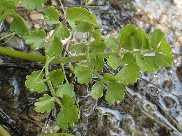 Oenanthe pimpinelloides \ Bibernell-Rebendolde, Südliche Erdkastanie / Corky-Fruited Water Dropwort, Rhodos Lardos 3.4.2019