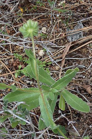 Calendula arvensis \ Acker-Ringelblume, Rhodos Archangelos 17.3.2023