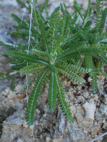 Achillea cretica \ Kretische Schafgarbe, Rhodos Lindos 20.3.2023