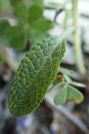 Salvia viridis \ Buntschopf-Salbei / Annual Clary, Rhodos Asklipio 24.3.2019
