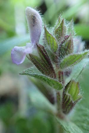 Salvia viridis \ Buntschopf-Salbei / Annual Clary, Rhodos Asklipio 24.3.2019