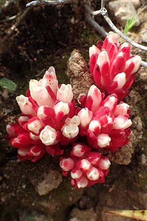 Cytinus hypocistis subsp. clusii \ Roter Zistrosen-Wrger, Kreta-Zistrosen-Wrger / Cytinus, Rhodos Kattavia 1.4.2019
