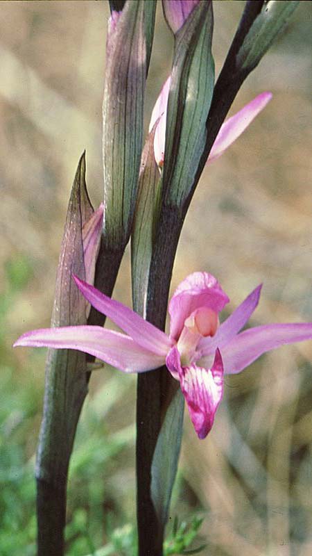 Limodorum abortivum var. rubrum \ Violetter Dingel / Violet Limodore, Rhodos,  Laerma - Apollona 21.4.2008 (Photo: Jan & Liesbeth Essink)