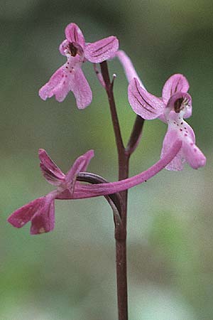 Orchis anatolica \ Anatolisches Knabenkraut / Anatolian Orchid, Rhodos,  Profitis Ilias 3.5.1987 