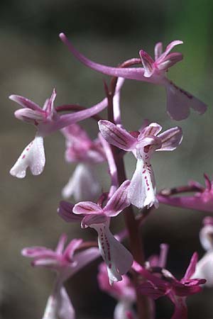 Orchis anatolica \ Anatolisches Knabenkraut / Anatolian Orchid, Rhodos,  Agios Isidoros 24.3.2005 