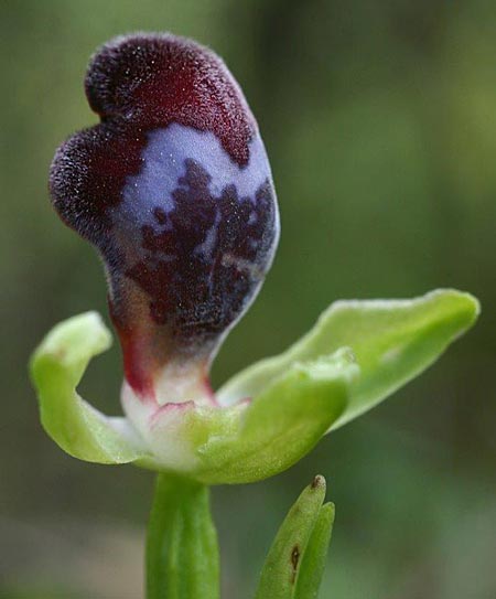 Ophrys apollonae \ Apollona-Ragwurz / Apollona Orchid, Rhodos,  Apollona 7.3.2011 (Photo: Helmut Presser)