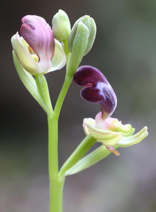 Ophrys apollonae \ Apollona-Ragwurz / Apollona Orchid, Rhodos,  Apollona 7.3.2011 (Photo: Helmut Presser)