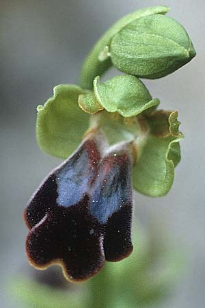 [click] Ophrys attaviria, Rhodos,  Profitis Ilias 29.4.1987 