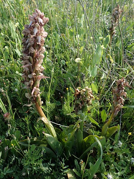 Barlia robertiana / Giant Orchid (eaten by animal?), Rhodos,  Kattavia 26.3.2019 