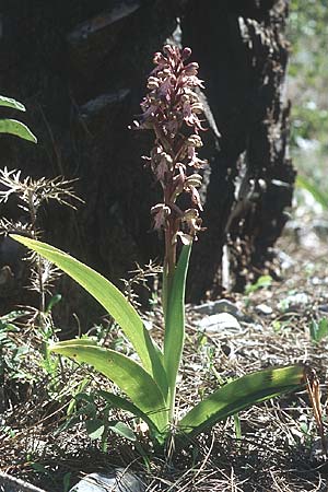 Barlia robertiana / Giant Orchid (eaten by animal?), Rhodos,  Agios Isidoros 24.3.2005 
