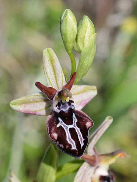 Ophrys cretica subsp. beloniae x mammosa, Rhodos,  Kattavia 17.3.2019 (Photo: Christian Schlomann)