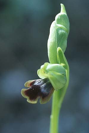 Ophrys blitopertha \ Käfer-Ragwurz, Rhodos,  Laerma 24.3.2005 